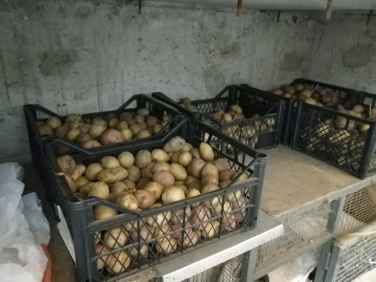 Городники розповіли, як захистити запаси в погребі від псування взимку 