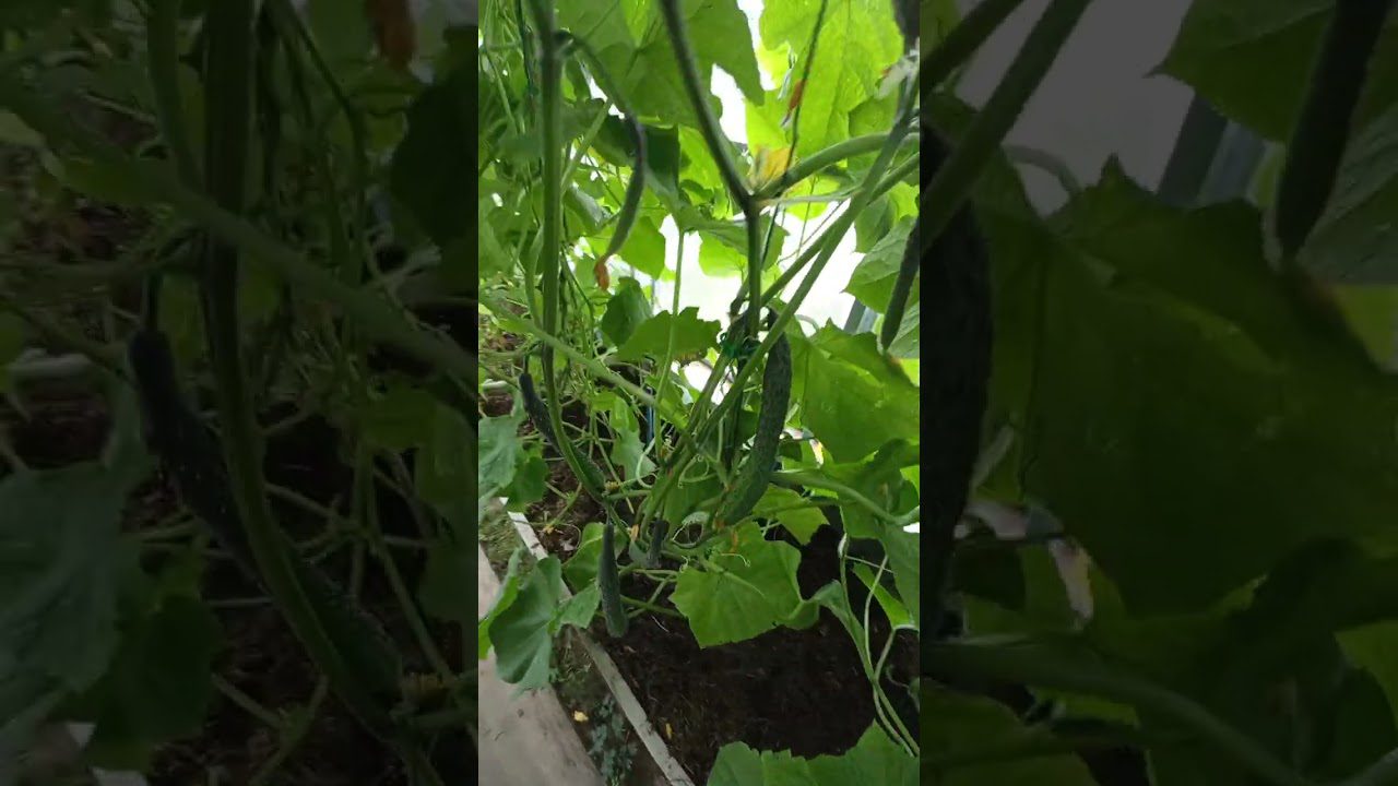 Експерти назвали найкращі сорти довгоплідних огірків