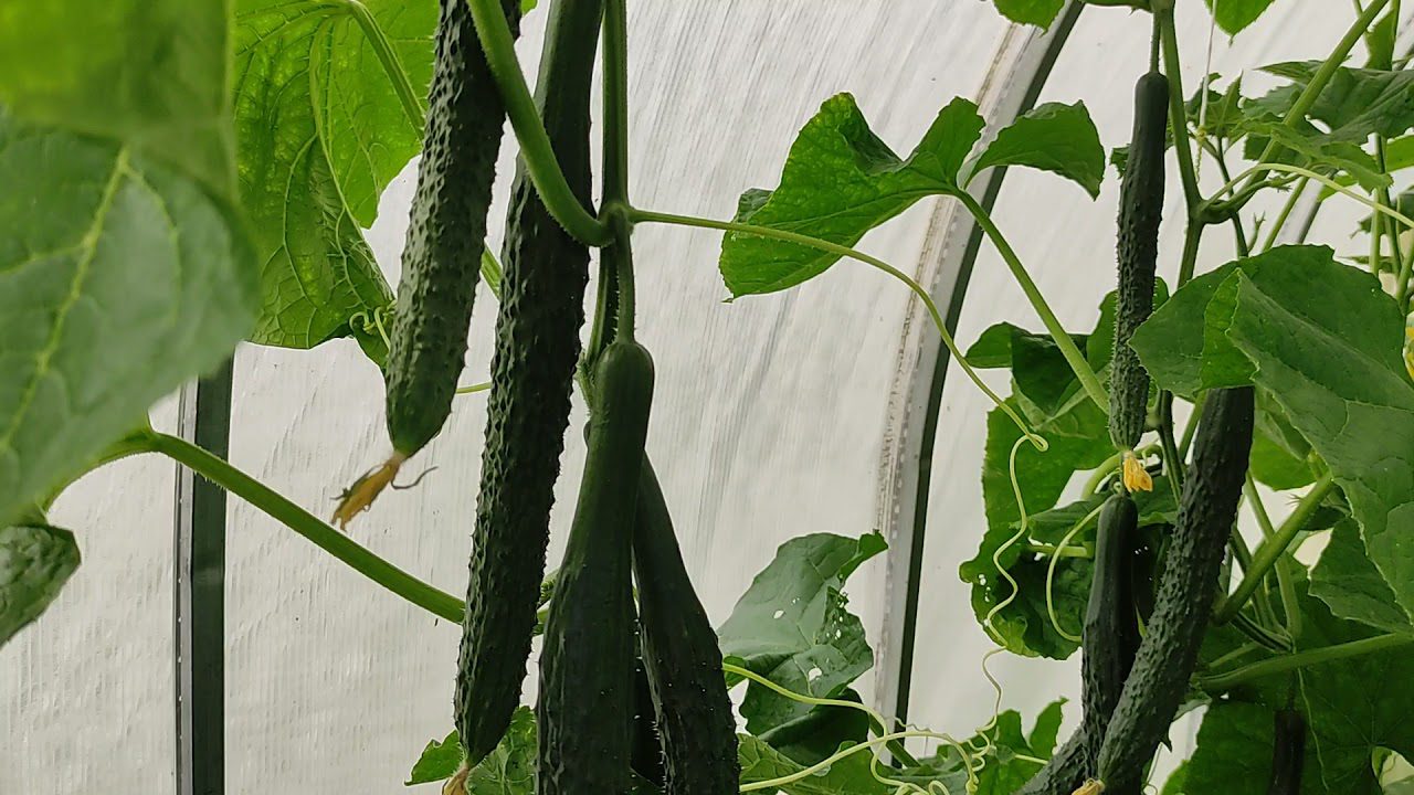 Експерти назвали найкращі сорти довгоплідних огірків