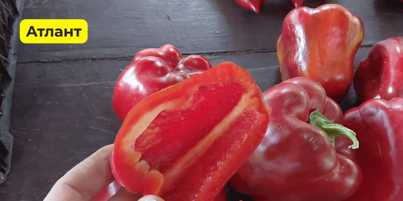 Городники назвали 5 сортів перців, які завжди дають добрий урожай