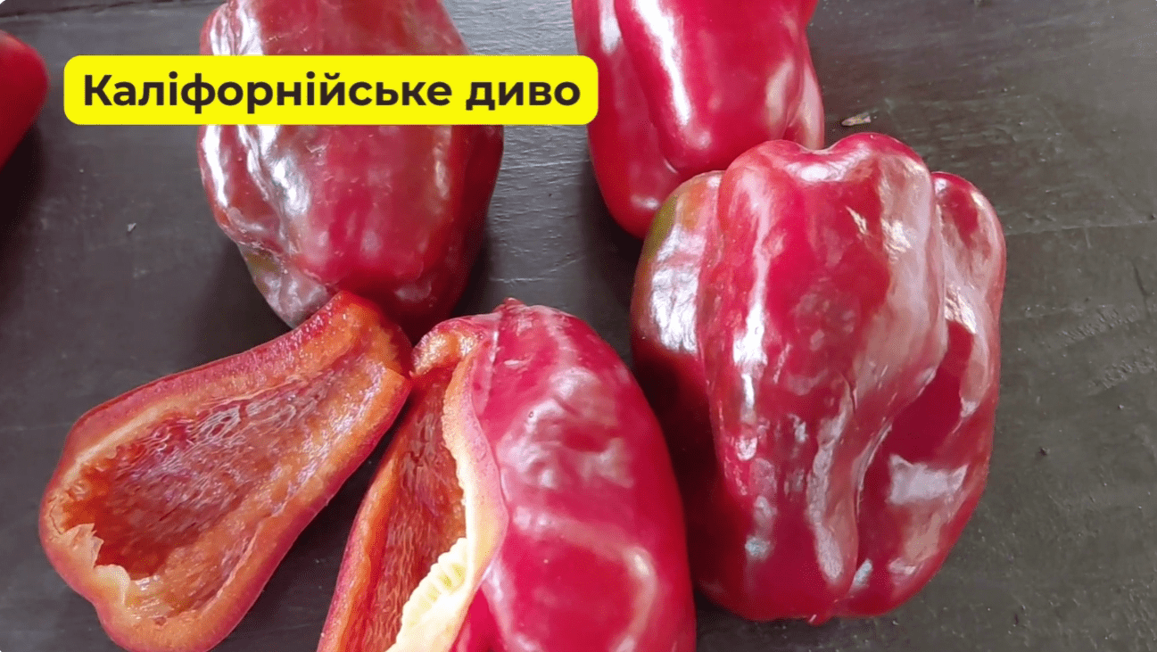 Городники назвали 5 сортів перців, які завжди дають добрий урожай