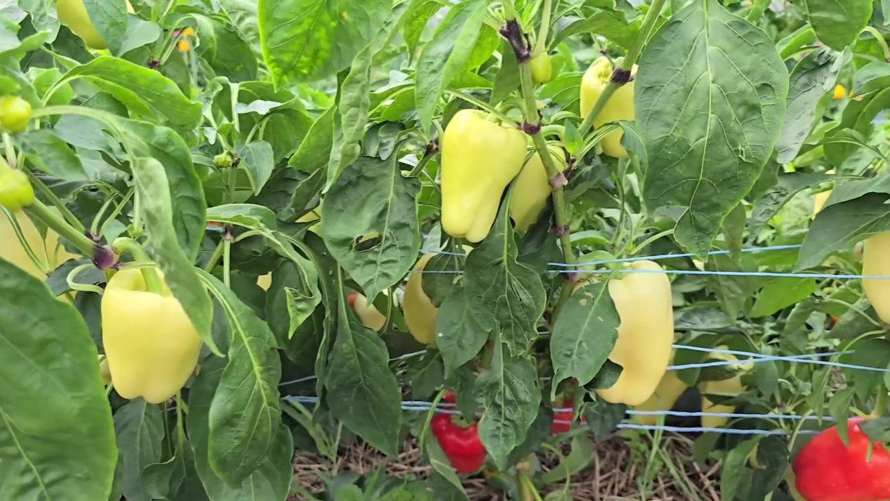 Городники назвали 5 сортів перців, які завжди дають добрий урожай