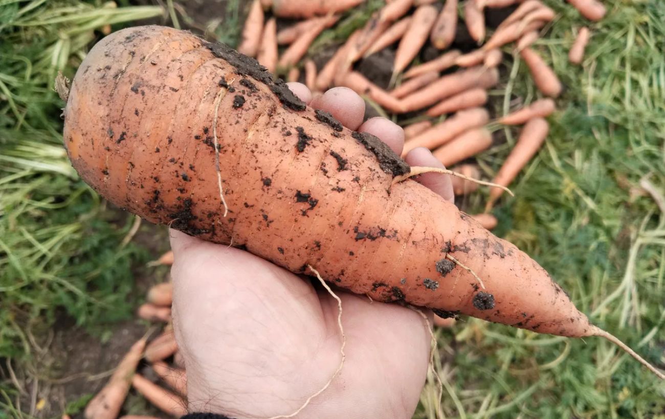 Експерти пояснили, як правильно зберігати моркву без псування, аби вона не гнила і була свіжою