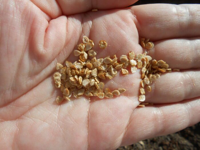 Городники назвали найкращі дні для посіву томатів на розсаду