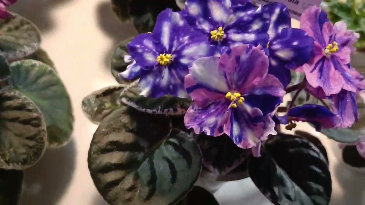 Квітникарі розповіли, чим найкраще підживлювати фіалку в зимову пору року