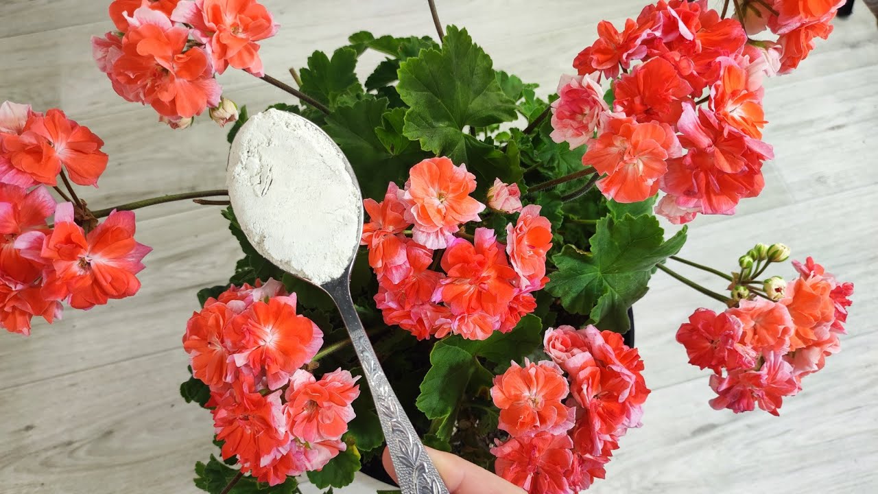 Квітникарі поділилися незвичайним, але дуже дієвим методом підживлення герані