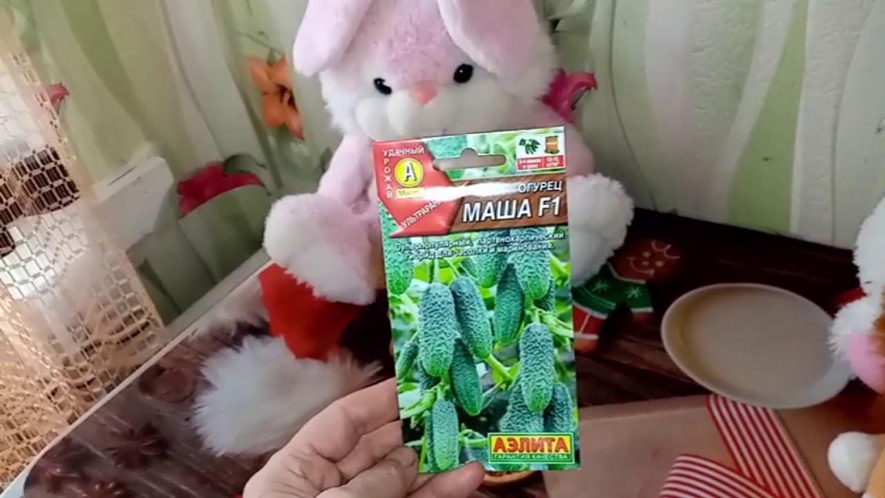 Сорт огірків Маша F1