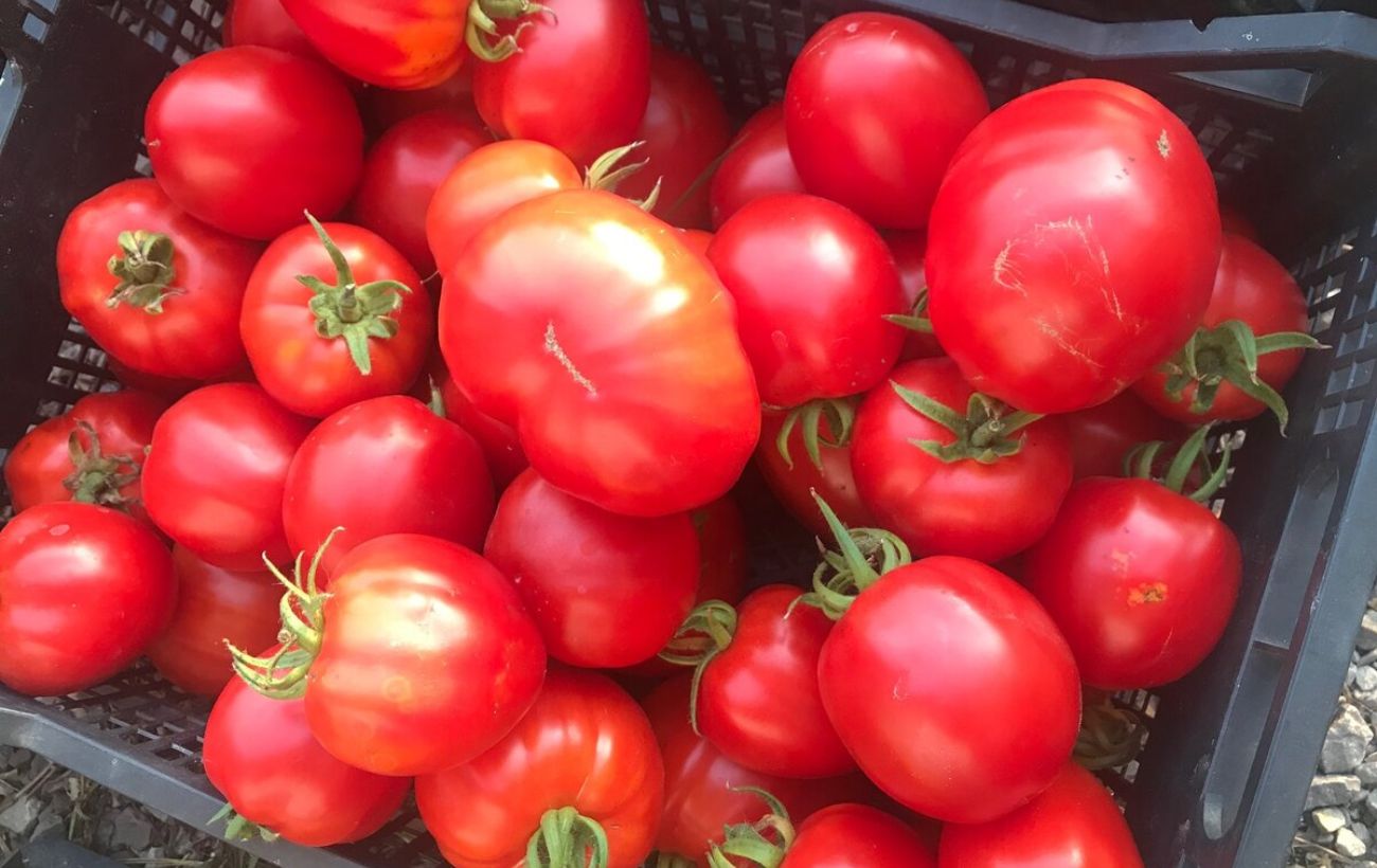 Городники назвали найкращі сорти томатівдля розсади 