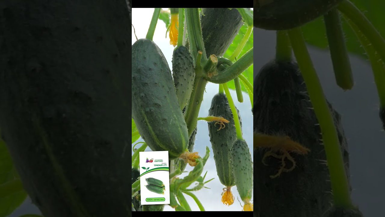 Агрономи назвали сорти огірків, які ідеально підходять для вирощування на підвіконні