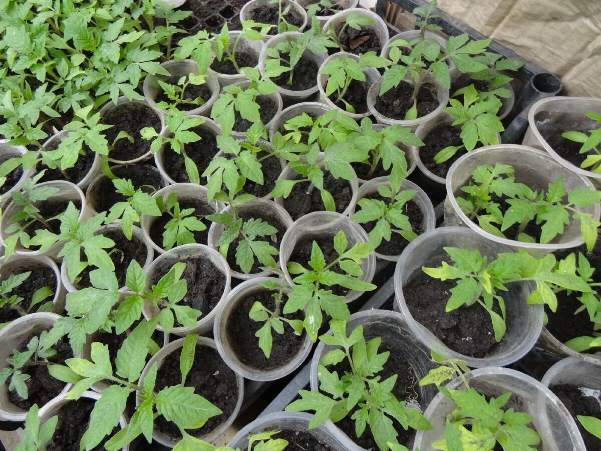 Садівники розповіли, як підготувати ідеальний ґрунт для розсади