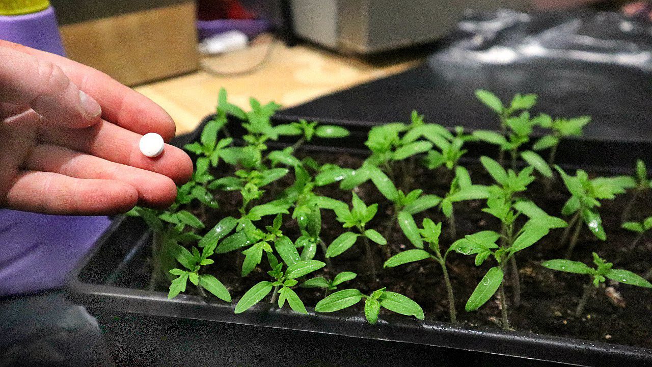 Садівники розповіли, що робити, щоб розсада не витягувалась, якщо немає сонця