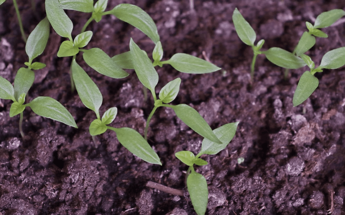 Городники розповіли, коли садити солодкий перець на розсаду у 2026 році