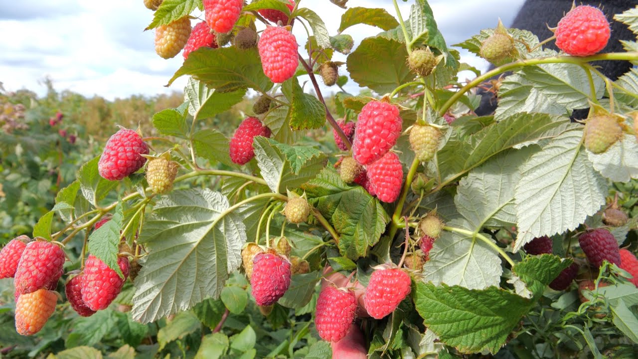 Садівники назвали найврожайніші сорти малини