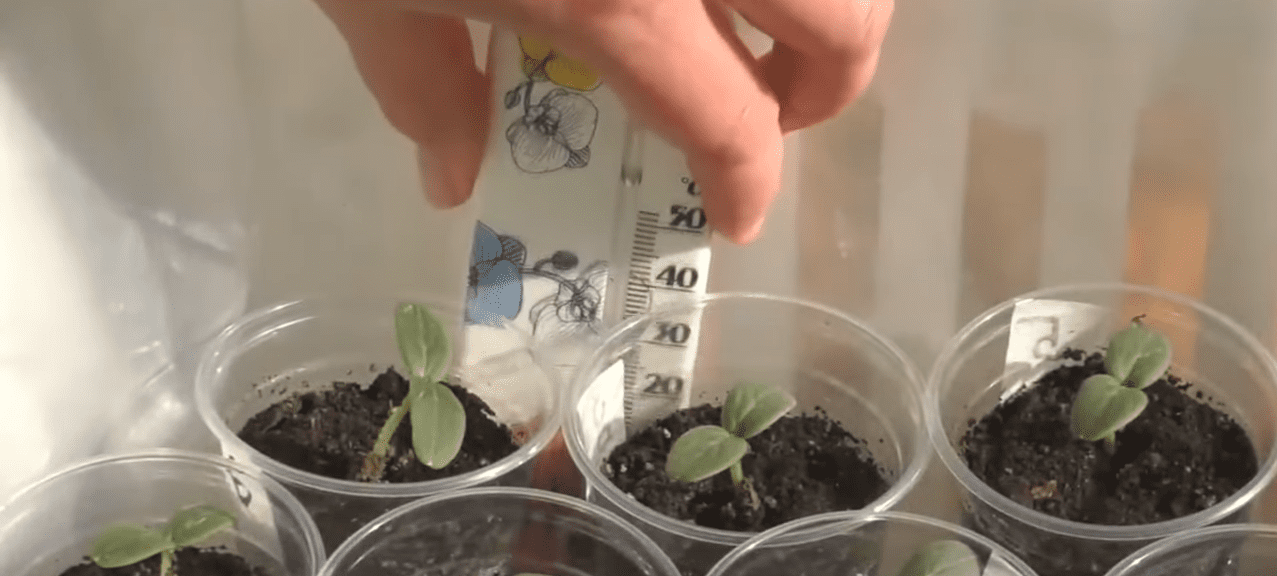 Городники розповіли, як правильно вирощувати розсаду для городу