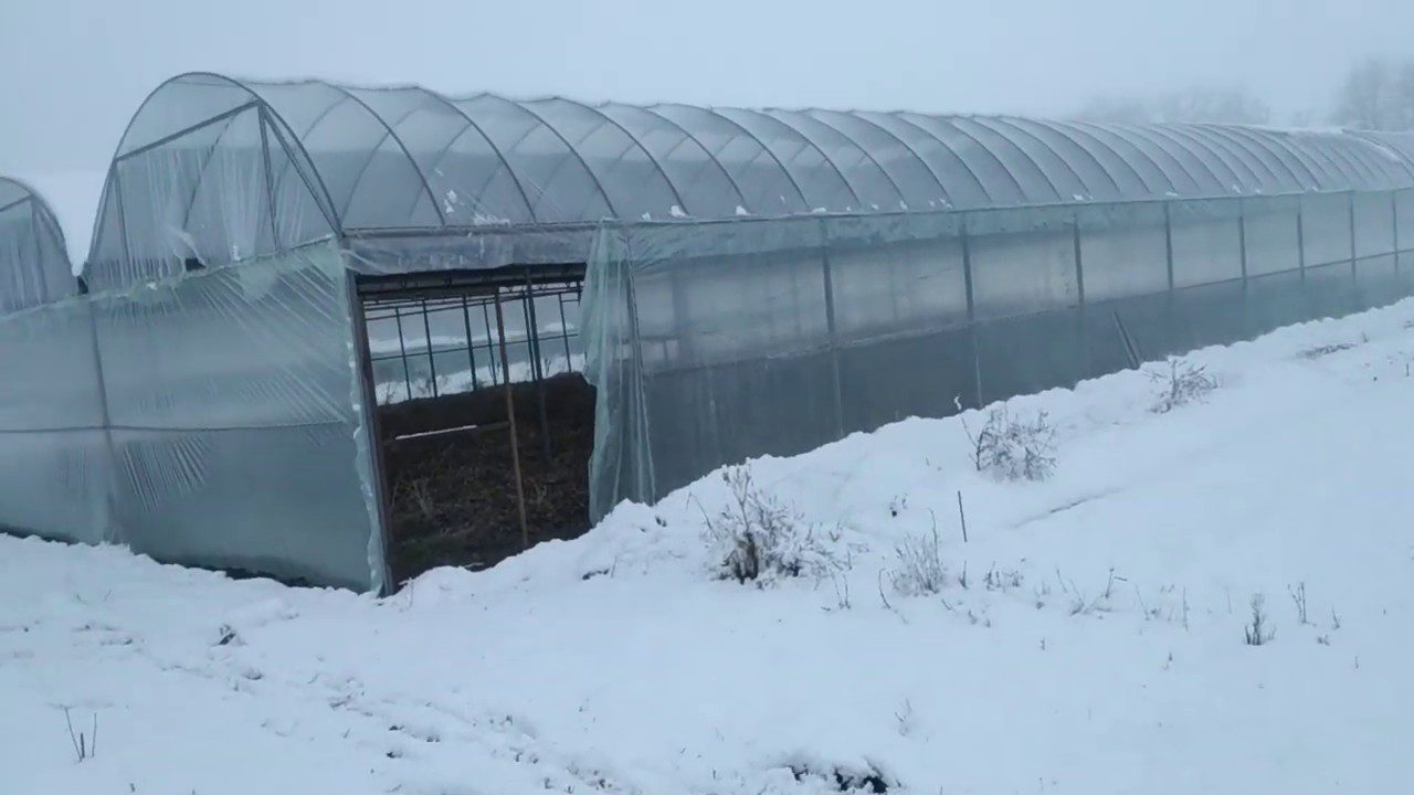 ородники розповіли, як вносити добрива по снігу взимку