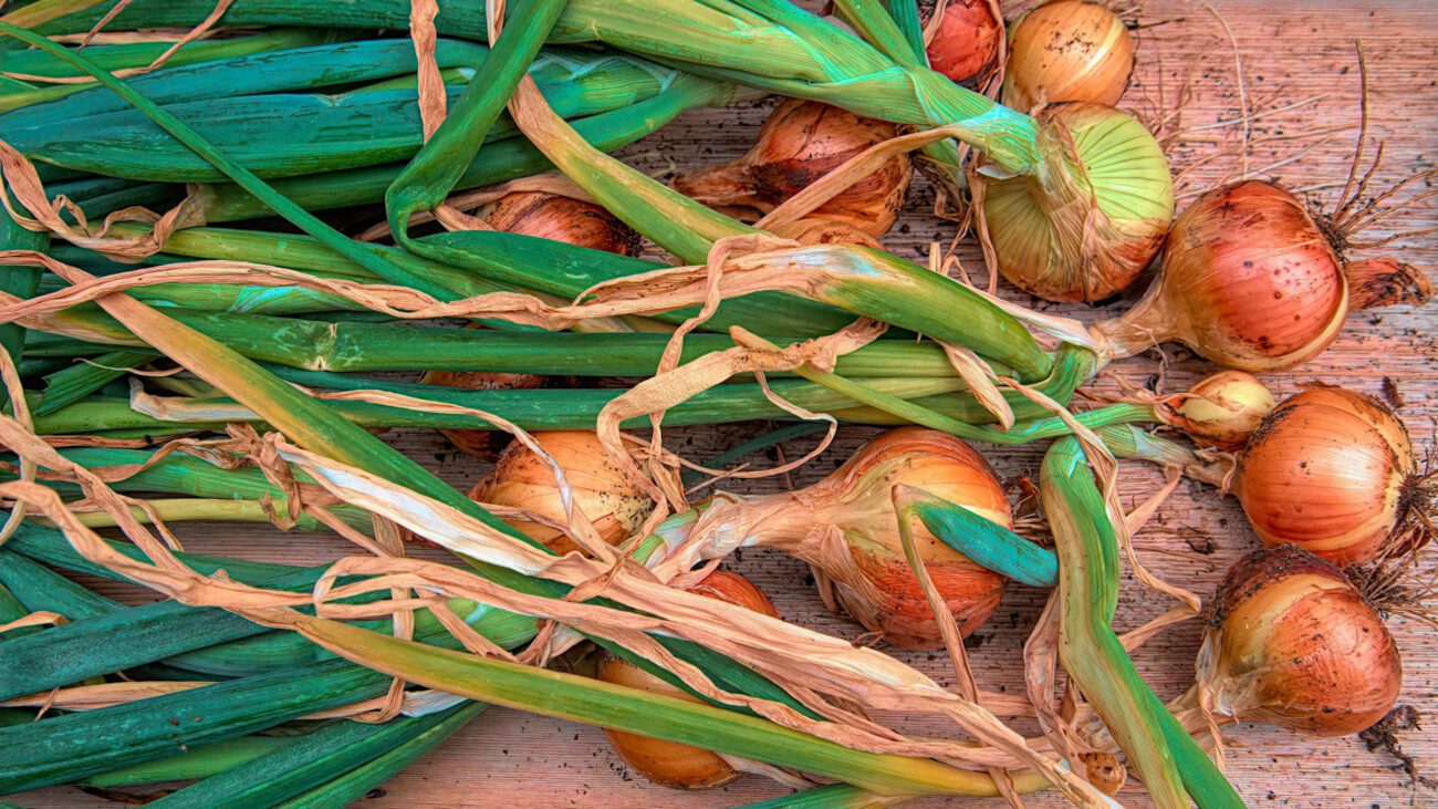 Агрономи розсекретили найсмачніший і найврожайніший сорт цибулі