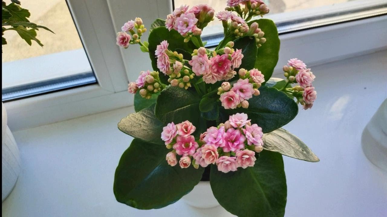 Квітникарі розповіли, як правильно доглядати за каланхое для тривалого цвітіння