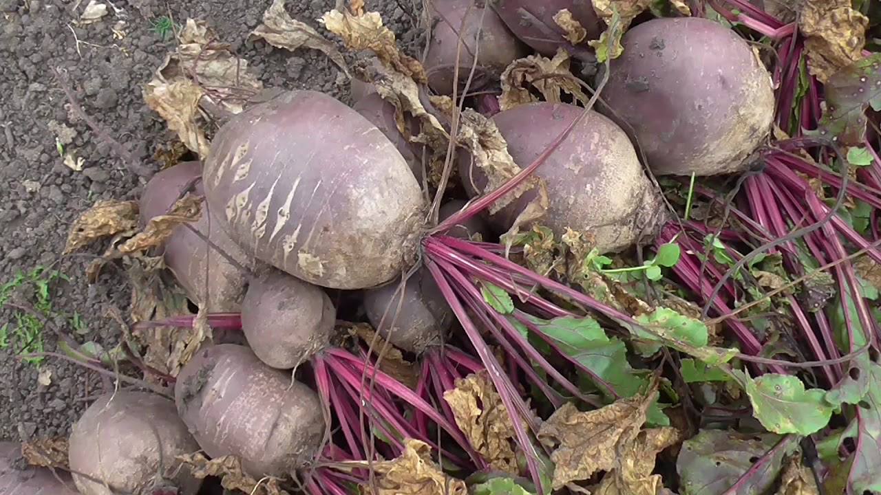Городники розповіли три найкращі сорти буряка для сезону 2026 