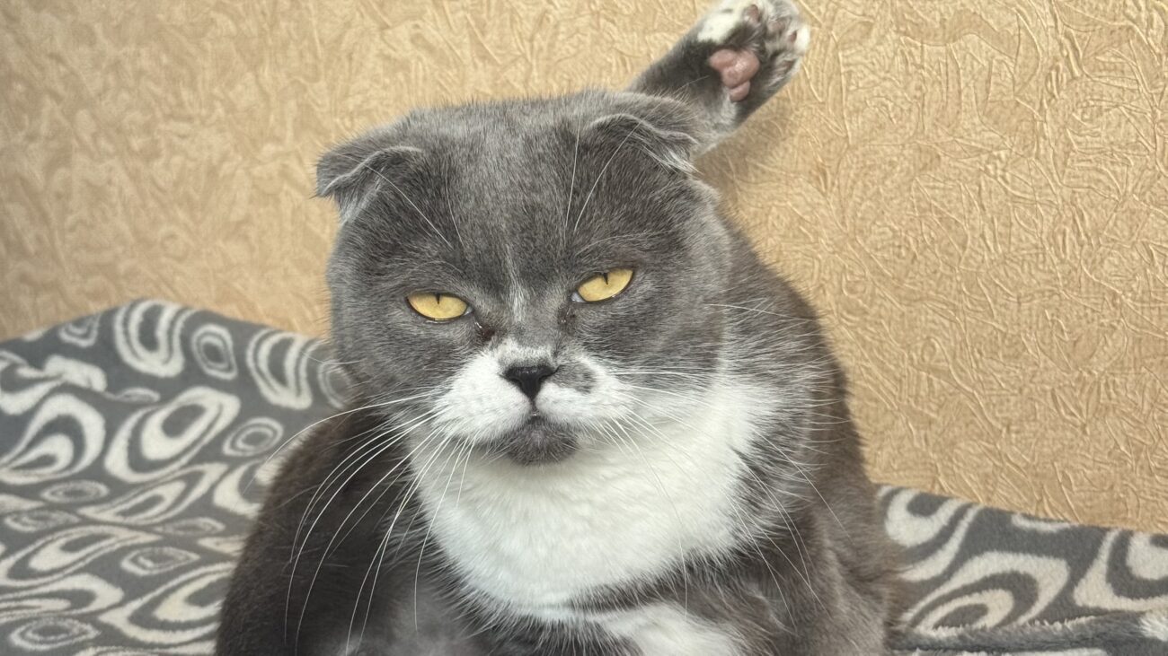 Ветеринари розповіли, як довго можна залишати котів самих удома 