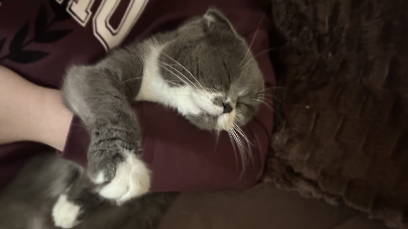 Ветеринари розповіли, як довго можна залишати котів самих удома 