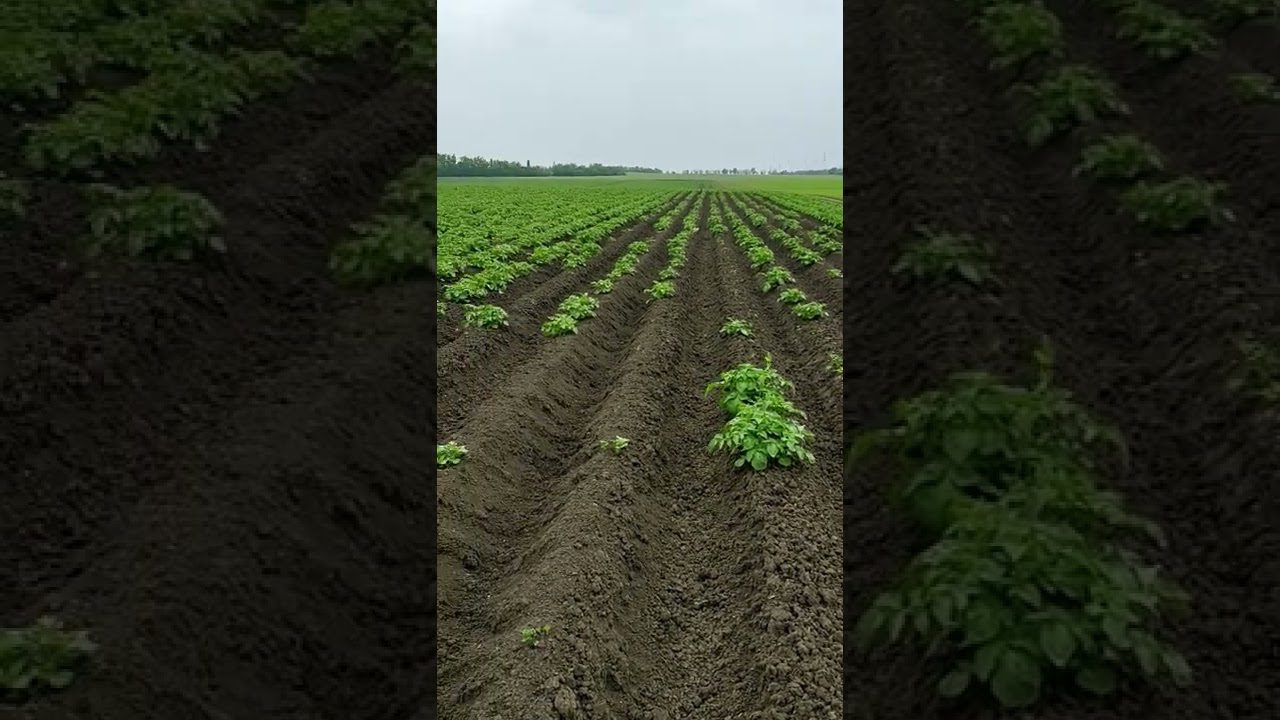 Городниця поділилася цікавим методом посадки картоплі