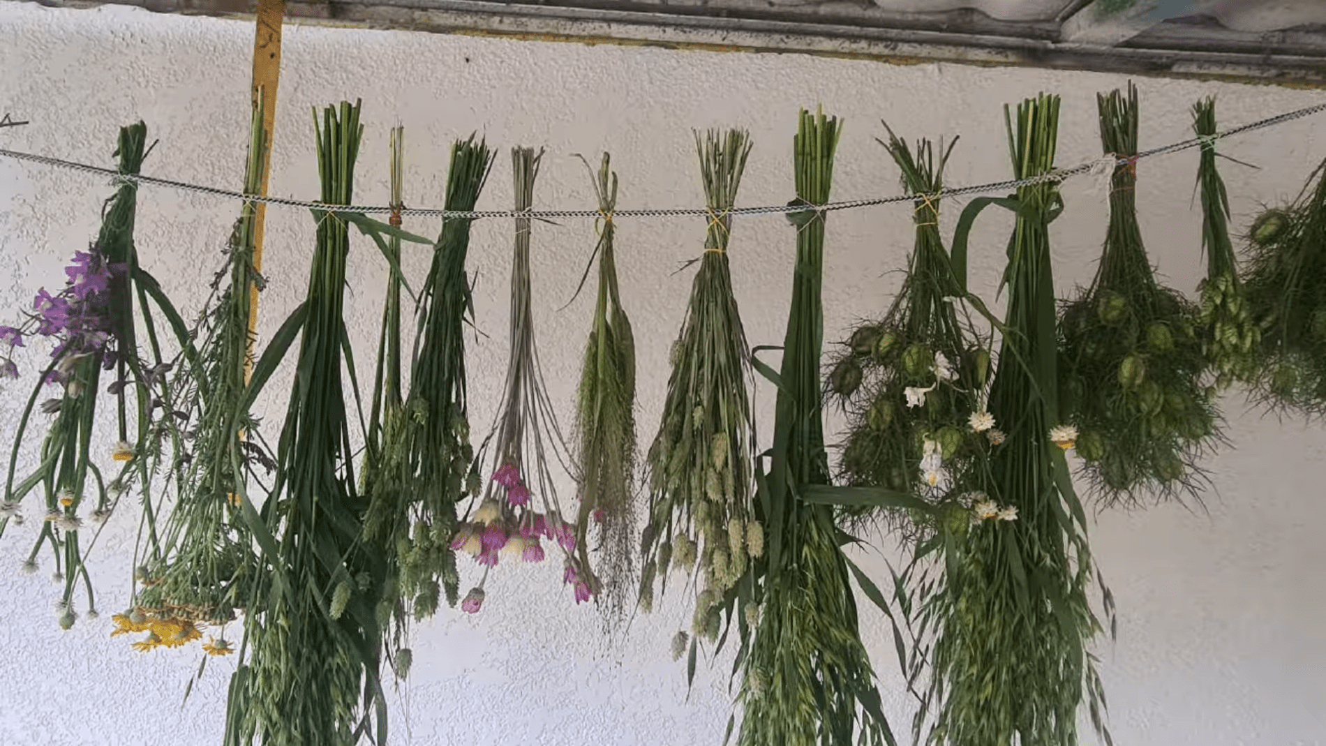 Садівники розповіли, як правильно вирощувати сухоцвіти