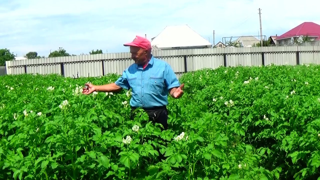 Агрономи розповіли, як виростити велику картоплю 