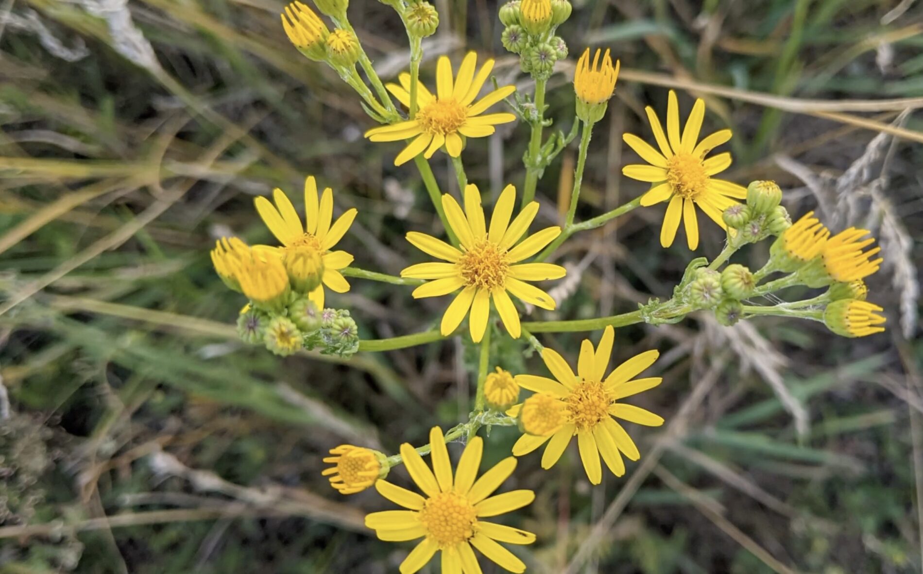 Садівники розповіли, які квіти слід сіяти вже у січні