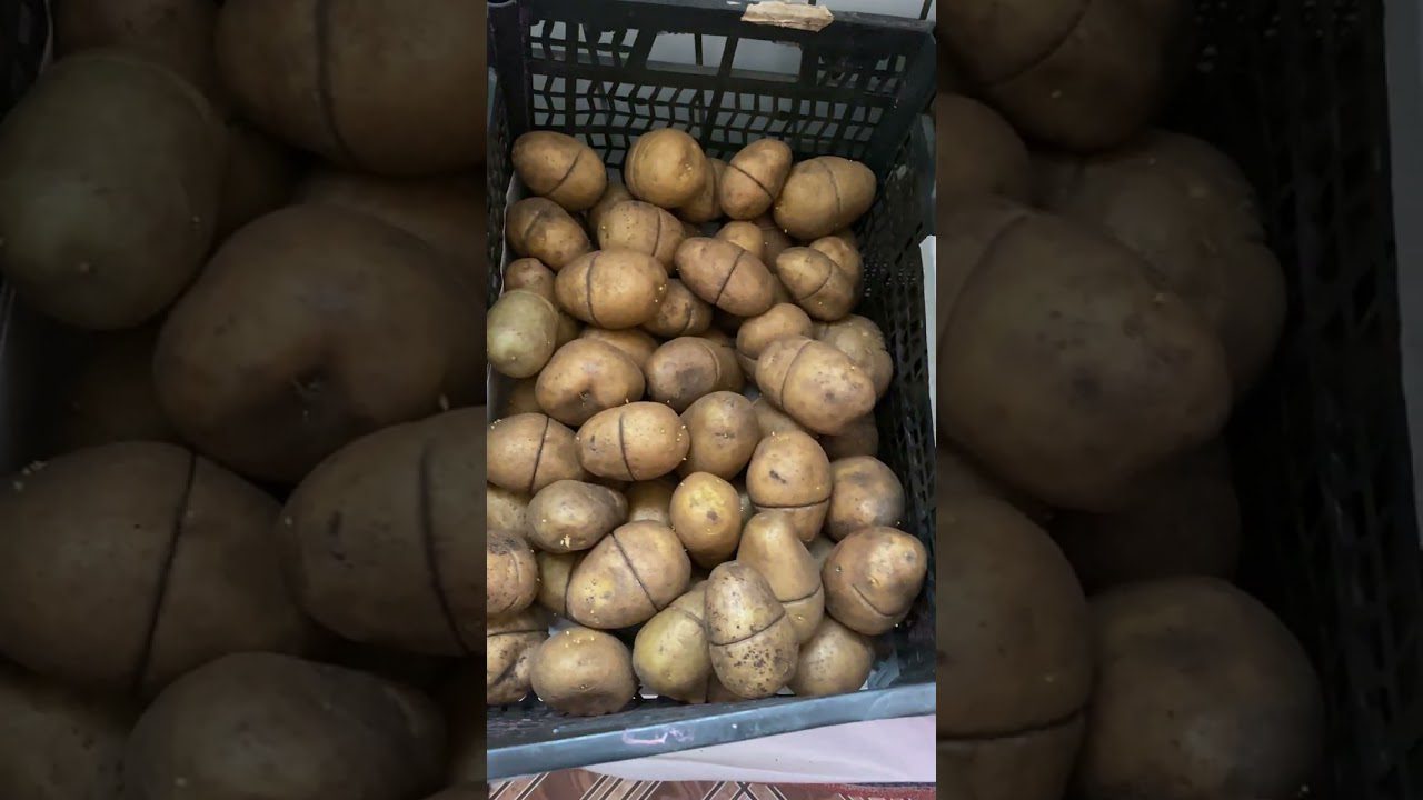 Агрономи розповіли, як збільшити врожайність картоплі