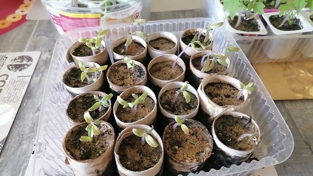 Городники розповіли, як втулки від туалетки перетворити на ємності для розсади