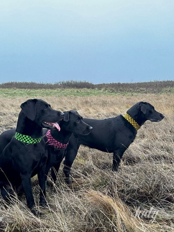 Собаки пари