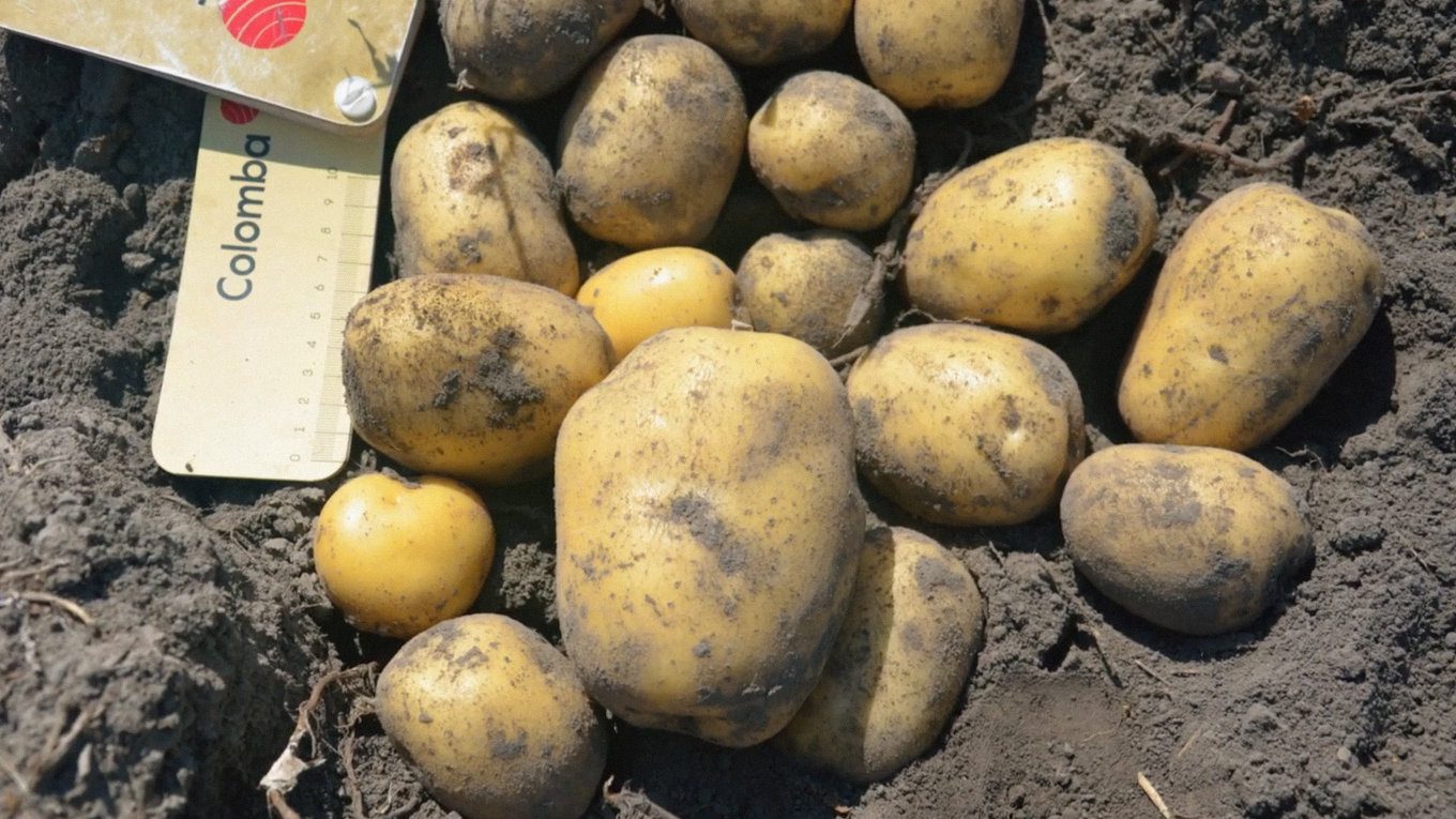 Агрономи назвали три найсмачніші сорти картоплі для посадки в 2026-му