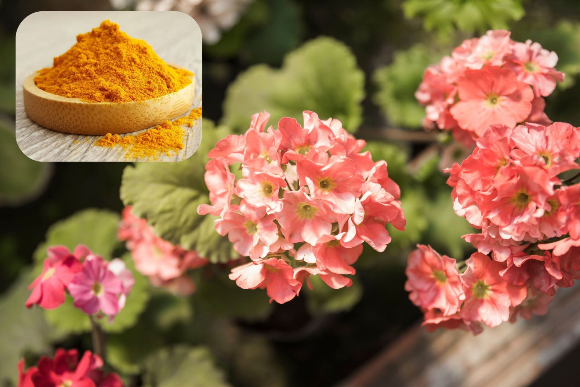 Садівники розповіли, навіщо обрізати герань в січні