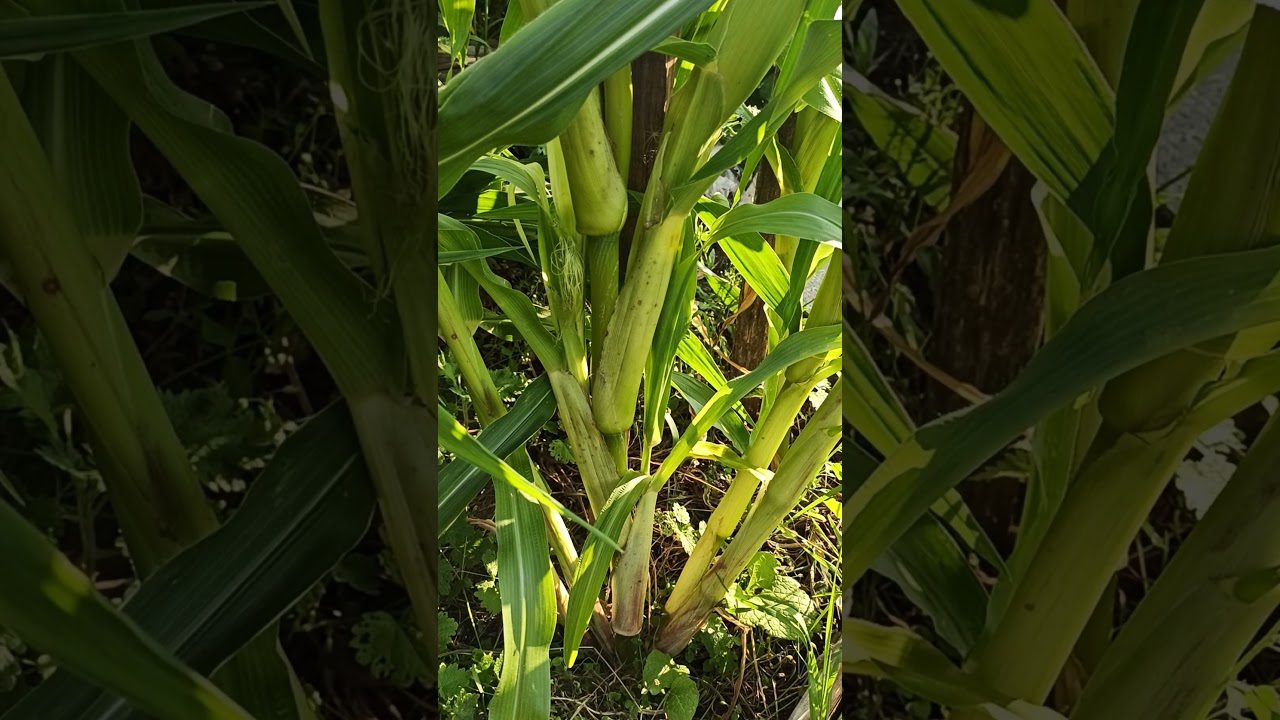 Агрономи назвали найсолодші сорти кукурудзи для посадки в 2026 році