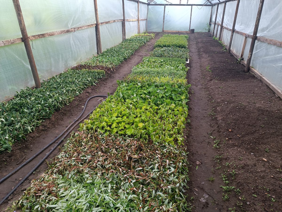 Експерти розповіли, яке підживлення краще не використовувати для удобрення ґрунту взимку