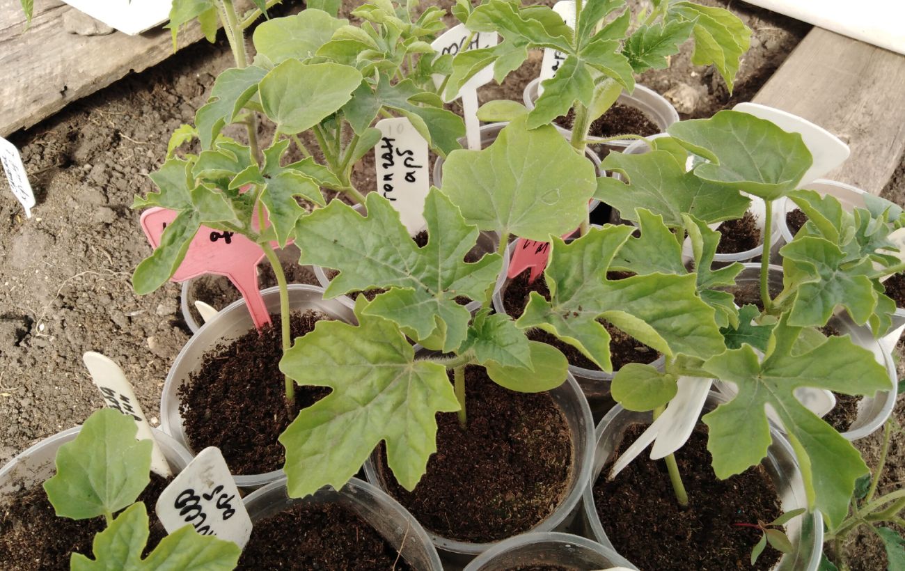 Садівники та городники розповіли, яким домашнім добривом підживити розсаду для міцності