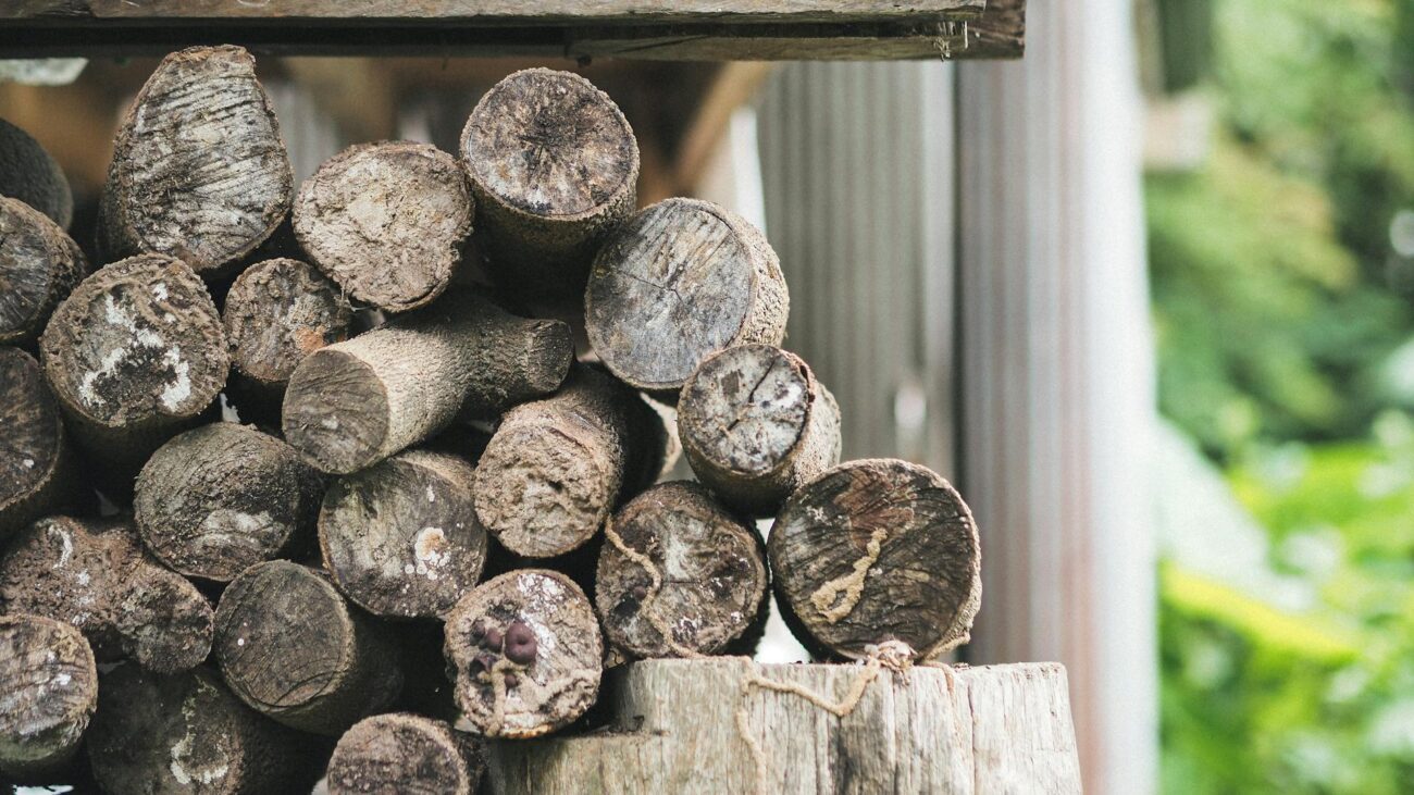 Господарі розповіли, яке дерево краще обирати для пічного опалення