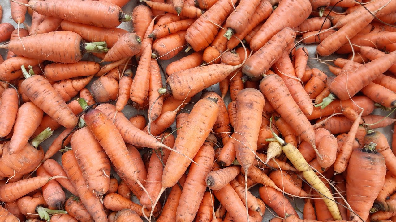 Агрономи розсекретили сорти моркви, які невибагливі у догляді та стійкі