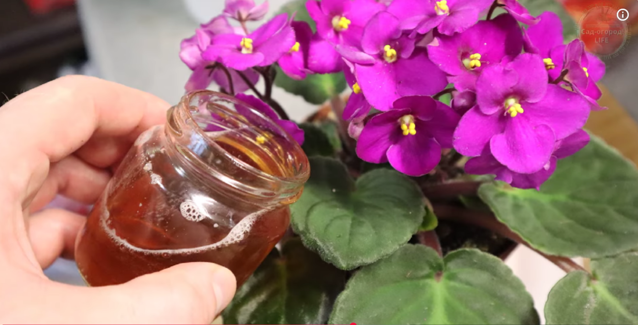 Експерти розповіли, як правильно доглядати домашні рослини в холодну пору року