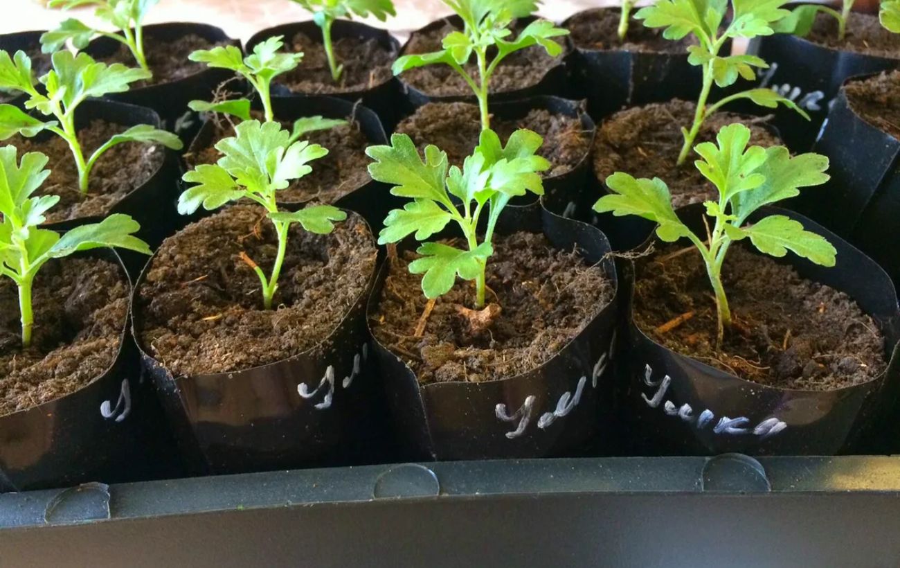Городники розповіли, яке добриво використовувати для розсади проти хвороби чорної ніжки