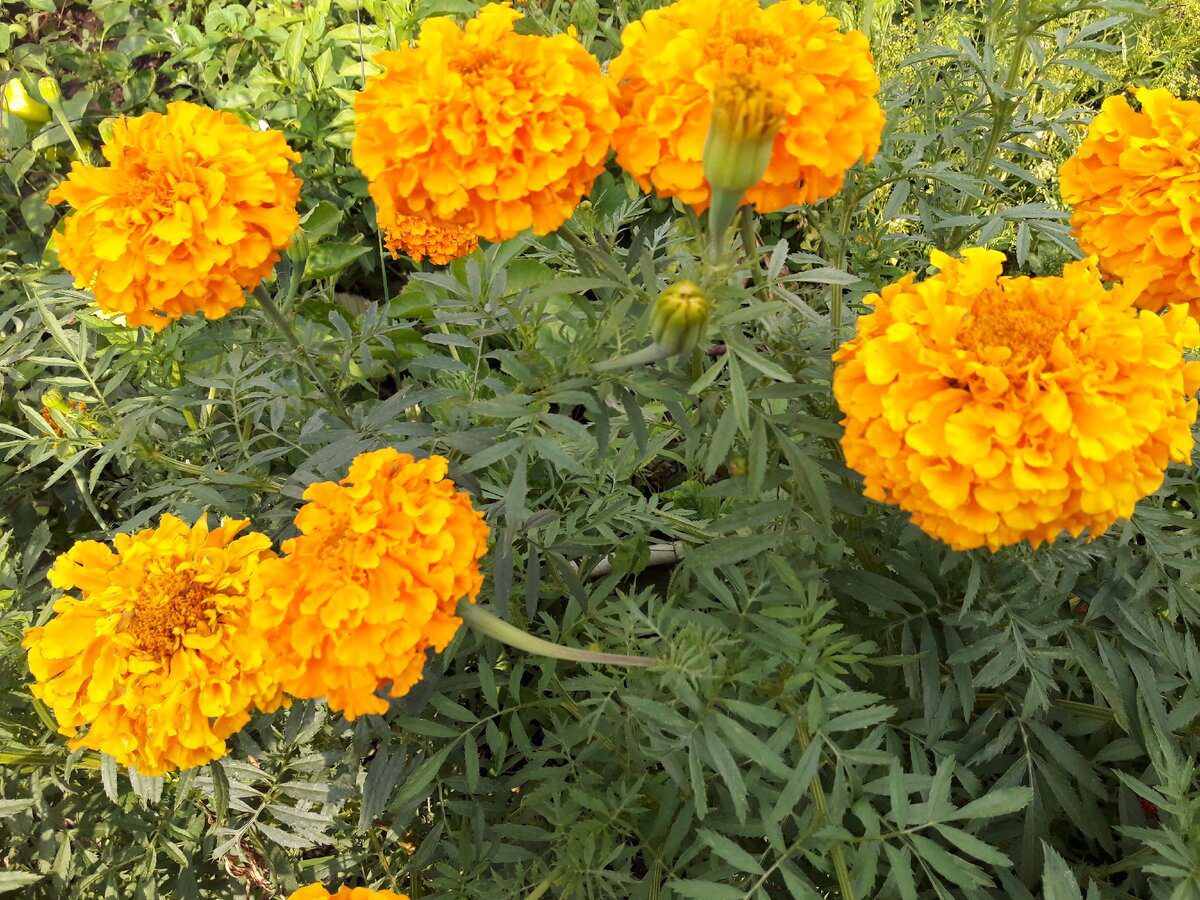 Садівники розповіли, які рослини обовʼязково треба посадити поряд зі смородиною Садівники розповіли, які рослини обовʼязково треба посадити поряд зі смородиною