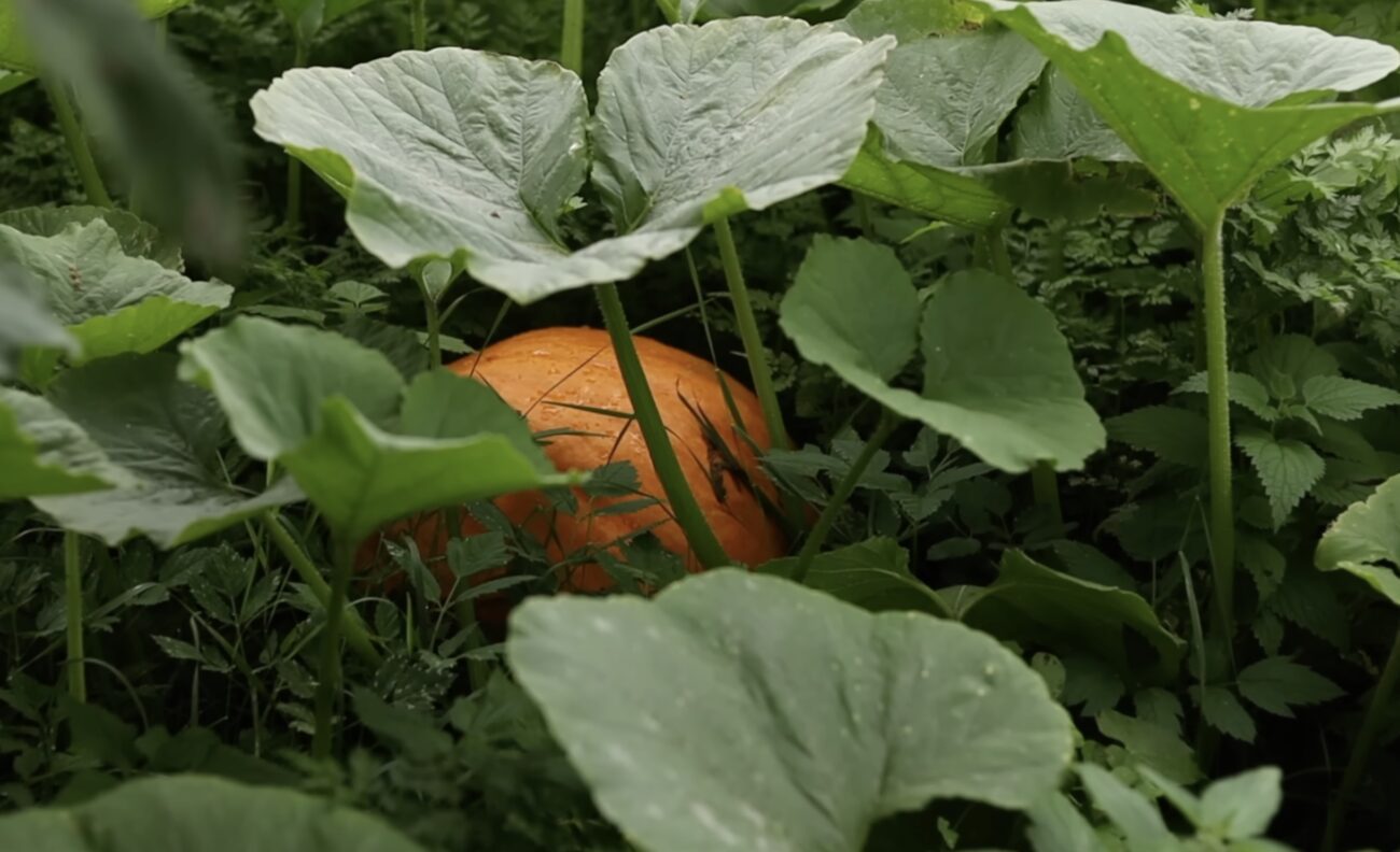 Городники розповіли, які рослини не можна садити поряд із картоплею