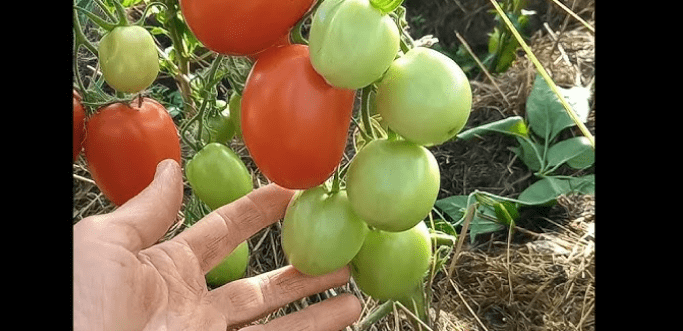 Городники назвали сорти томатів, які стали головним розчаруванням