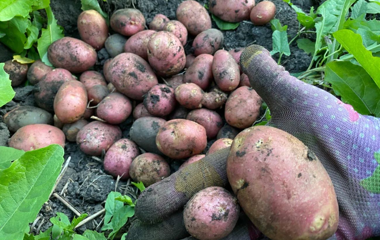 Експерти розповіли, як визначити вміст нітратів у картоплі за допомогою тесту з ножем