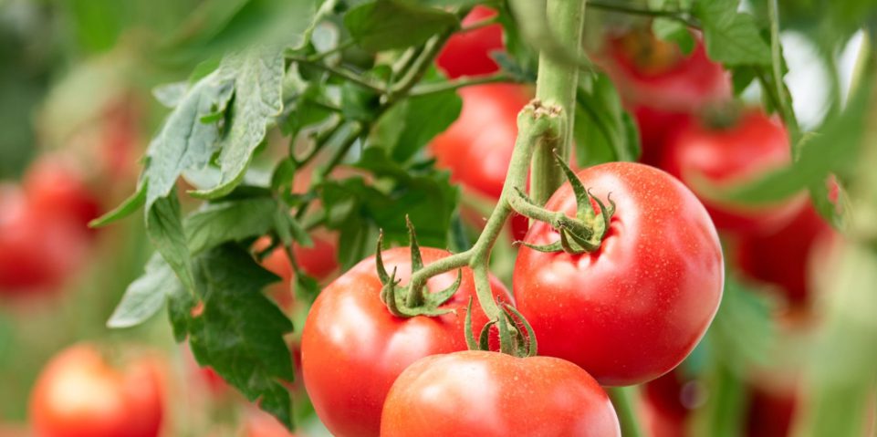 Агрономи назвали найкращий сорт помідорів для посадки в 2026-му Агрономи назвали найкращий сорт помідорів для посадки в 2026-му