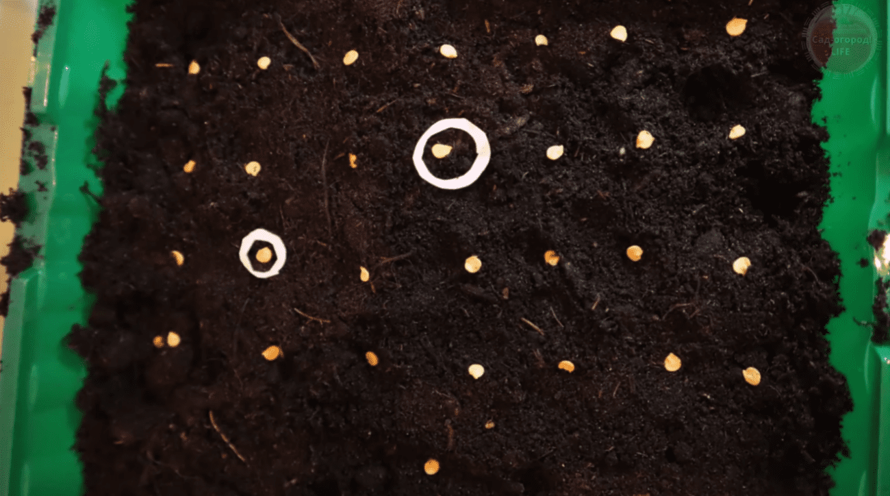 Городник дав 3 підказки, щоб будь-яке насіння проросло швидко і густо