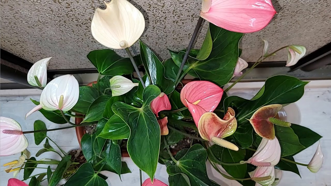 Квітникарі розповіли, як правильно підгодувати антуріум перед настанням весни