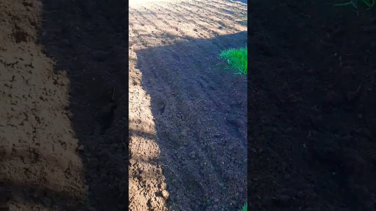 Агрономи назвали крупи, якими підживлюють город