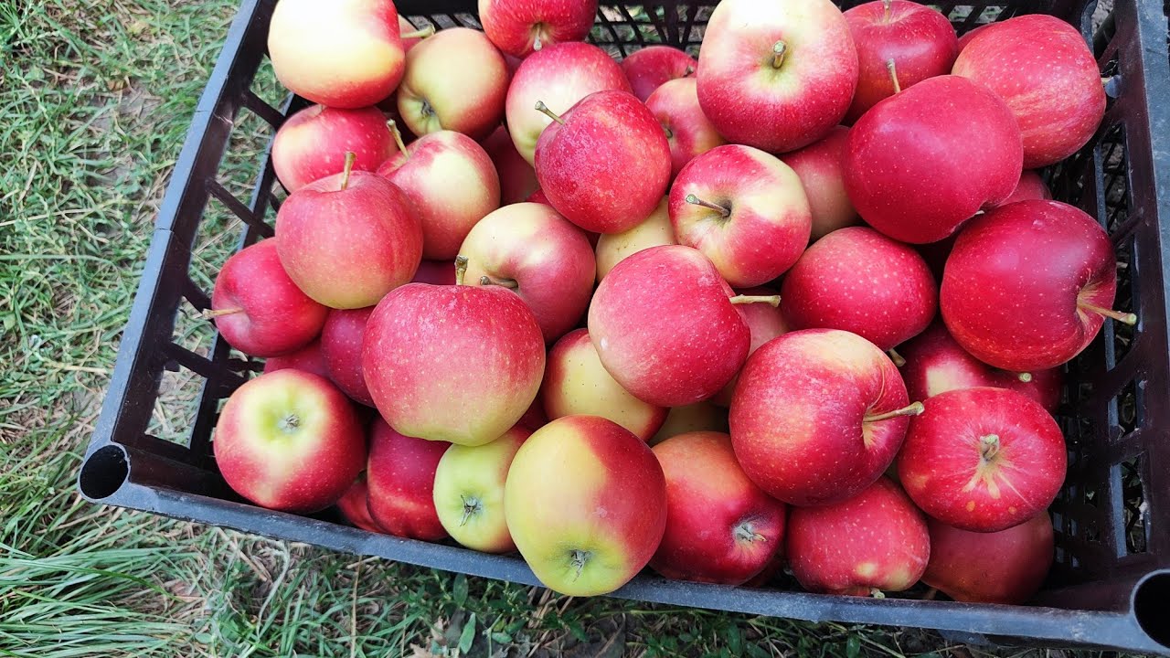 Садівники назвали найсолодші сорти яблунь для українських садів