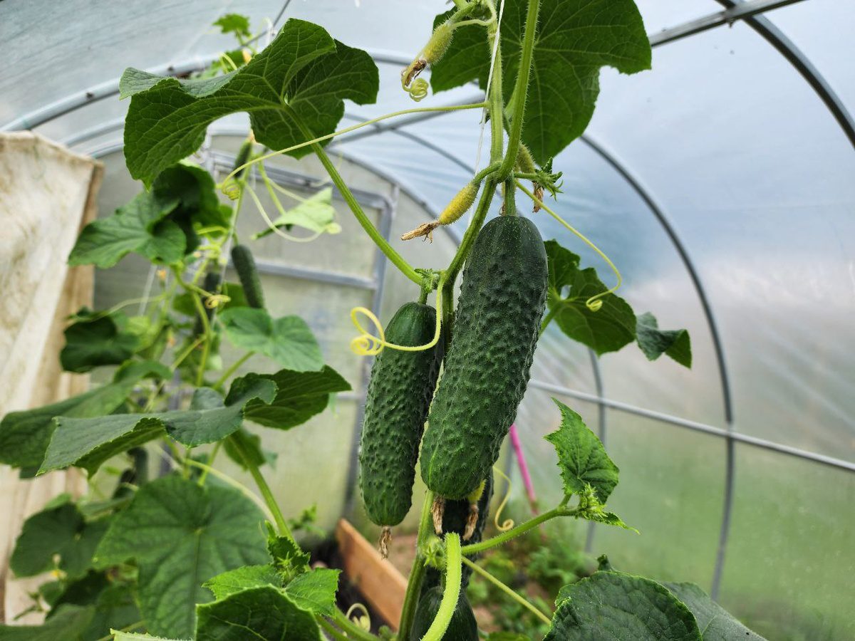 Агрономи розповіли, як правильно посіяти огірки на розсаду